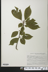 Ilex montana image