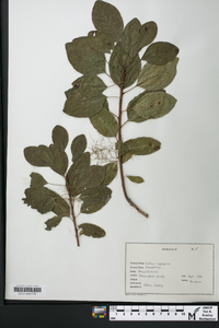 Cotinus coggygria image