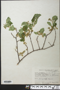 Celastrus scandens image