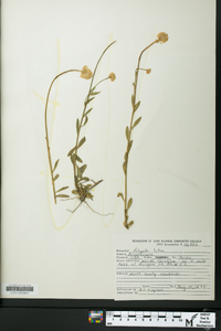 Polygala lutea image