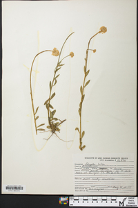 Polygala lutea image