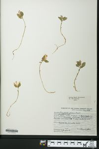 Polygaloides paucifolia image