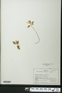 Polygaloides paucifolia image