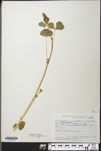 Trifolium incarnatum image