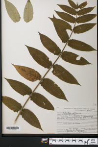 Ailanthus altissima image