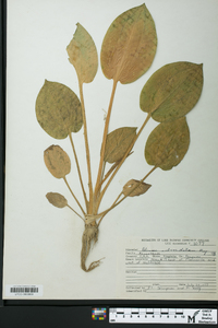 Alisma subcordatum image