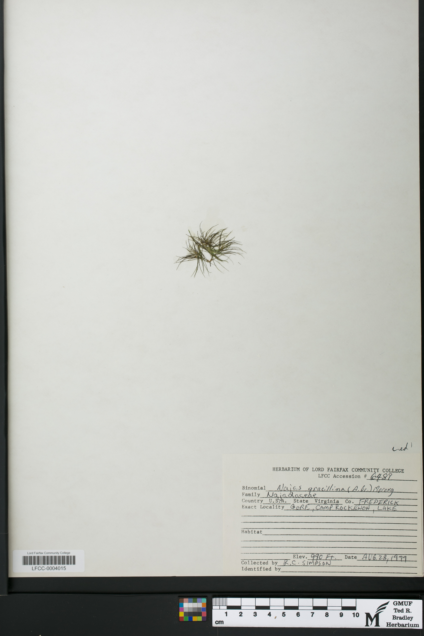 Najas gracillima image