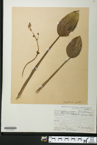 Sagittaria rigida image