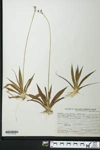 Sagittaria graminea image