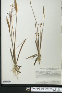 Sagittaria graminea image