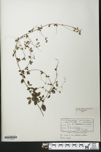 Lespedeza procumbens image