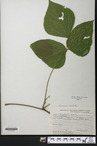 Pueraria montana image