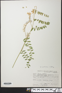 Vicia caroliniana image