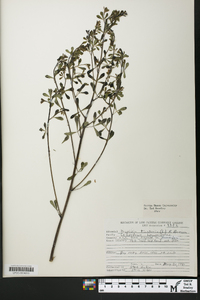 Baptisia tinctoria image