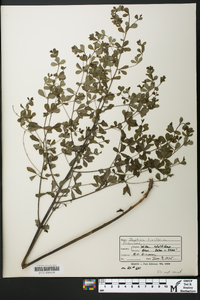 Baptisia tinctoria image