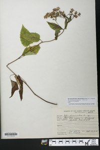 Symphyotrichum subulatum image