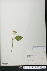 Symphyotrichum subulatum image