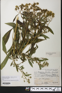 Verbesina alternifolia image