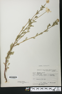 Anthemis arvensis image