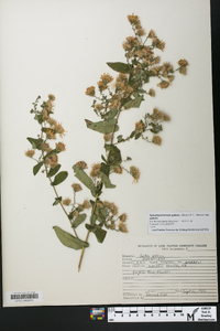 Symphyotrichum patens var. patens image