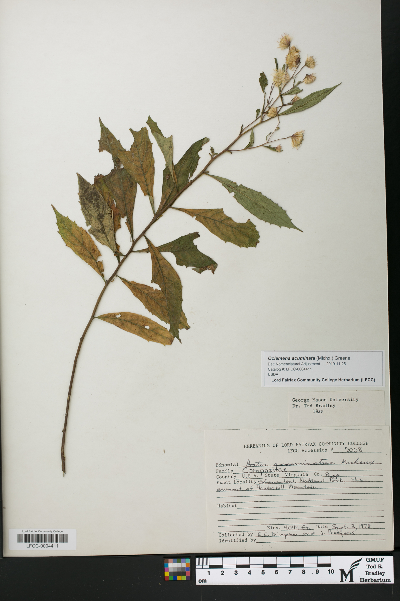 Oclemena acuminata image