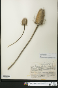 Dipsacus fullonum image