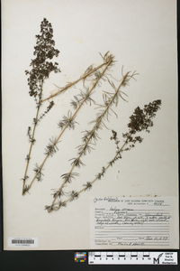 Galium verum image