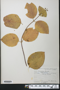 Lonicera hirsuta image