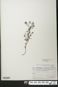 Houstonia longifolia image