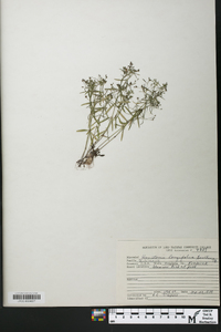 Houstonia longifolia image