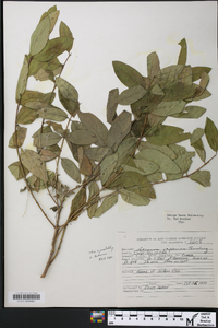 Lonicera tatarica image