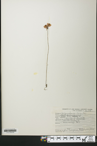 Utricularia cornuta image