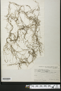 Utricularia minor image