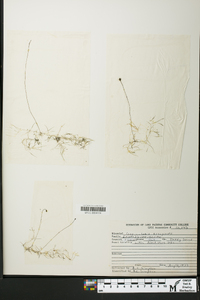 Utricularia resupinata image