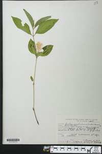 Ruellia caroliniensis image