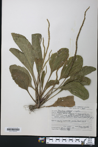 Plantago rugelii image