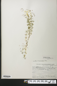 Galium concinnum image