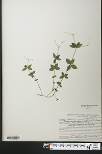 Galium circaezans image