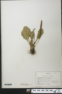 Plantago rugelii image