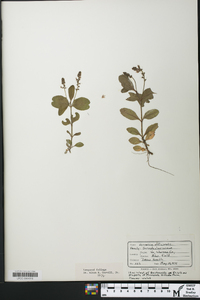 Veronica officinalis image