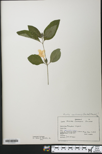 Ruellia caroliniensis image