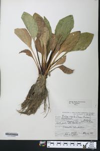 Plantago rugelii image