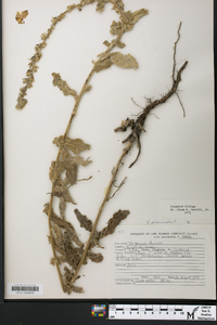Verbascum phlomoides image