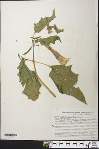 Datura stramonium image