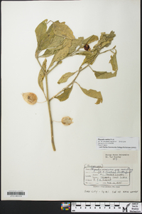 Physalis walteri image