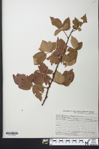 Rubus occidentalis image