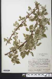 Rubus occidentalis image