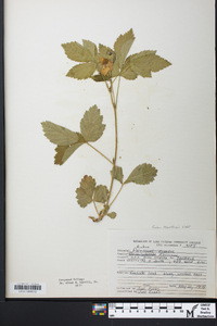 Rubus flagellaris image