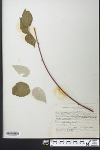 Rubus occidentalis image