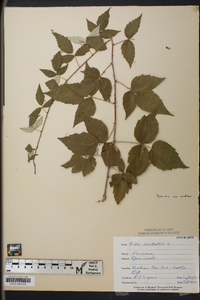 Rubus occidentalis image